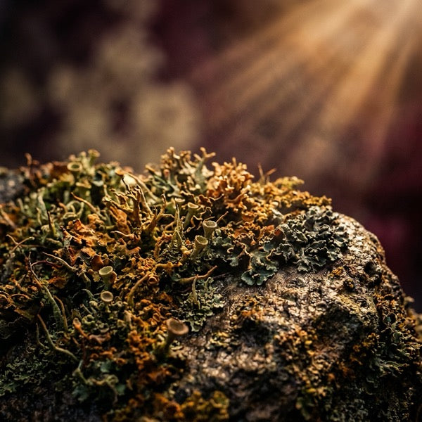 Plant-source Vitamin D3