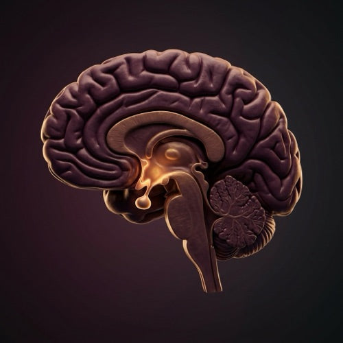 Hypothalamus & Pituitary